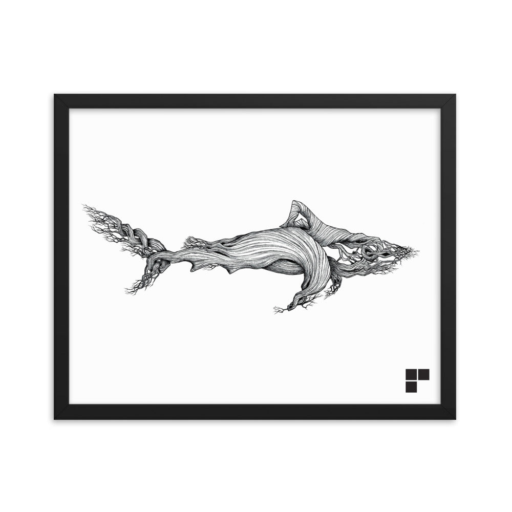 Framed Shark