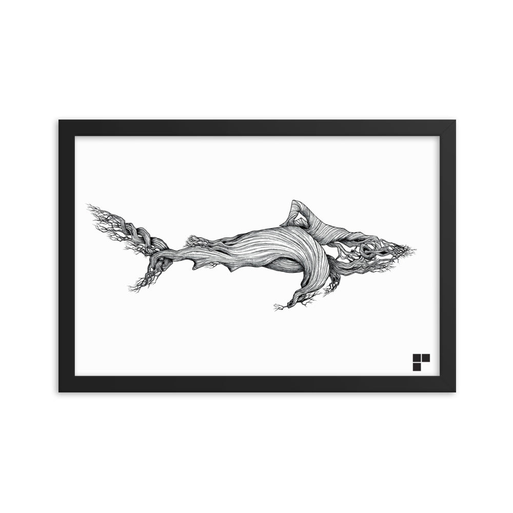 Framed Shark